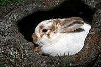 foto de conejo