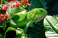 foto de reptiles
